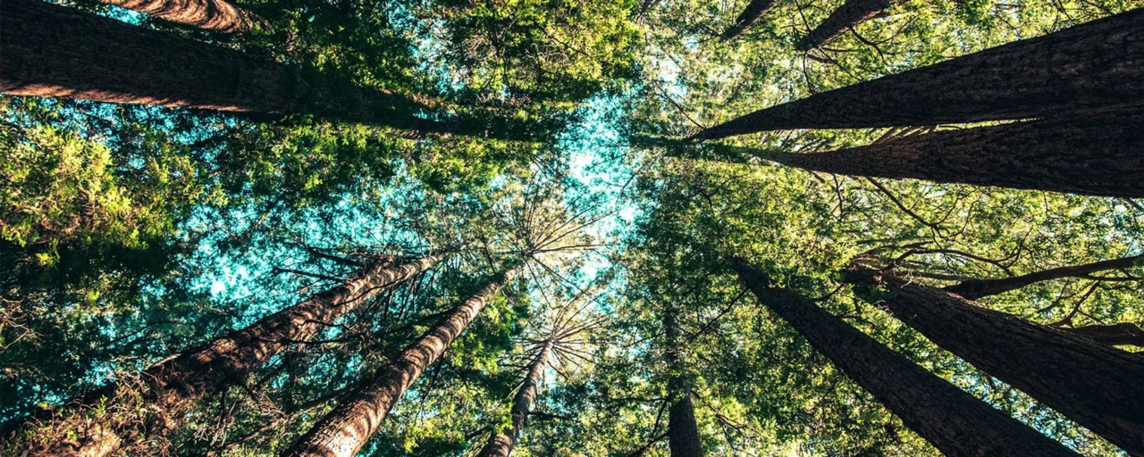 Arbres dans une forêt